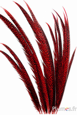 Faisan doré - 55-65 cm - rouge